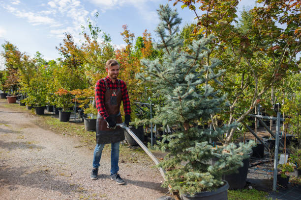 Best Tree and Shrub Care  in Monroe, GA